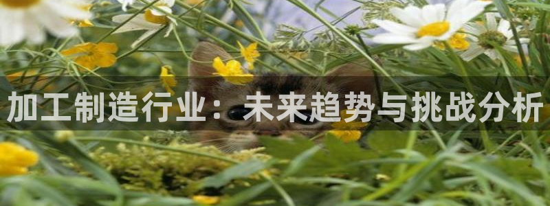 谈球吧与普通平台对比